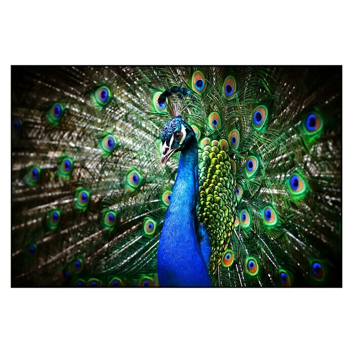 Cuadro de vidrio Peacock (Pavo real, 90 x 60 cm)