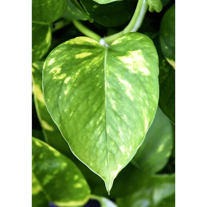 Piardino Efeutute - Epipremnum aureum, Topfgröße: 12 cm - Nahaufnahme eines grünen Efeutute Blattes mit gelben Farbakzenten, das die natürliche Schönheit der Pflanze hervorhebt.