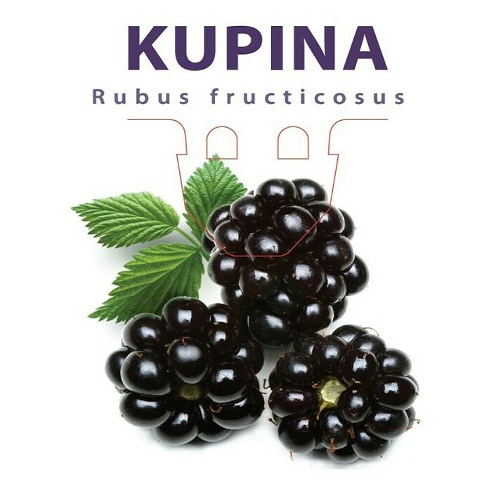 Piardino Kupina  (Rubus fruticosus) | BAUHAUS