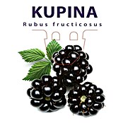 Piardino Kupina  (Rubus fruticosus) | BAUHAUS