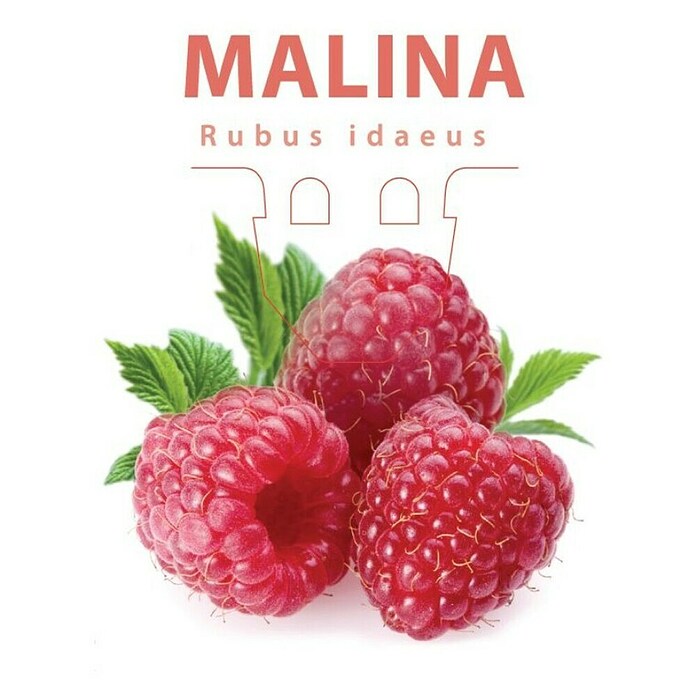 Piardino Malina Himbo-Top  (Rubus idaeus 'Himbo-Top', Berba: Kolovoz) | BAUHAUS