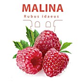 Piardino Malina Himbo-Top  (Rubus idaeus 'Himbo-Top', Berba: Kolovoz) | BAUHAUS