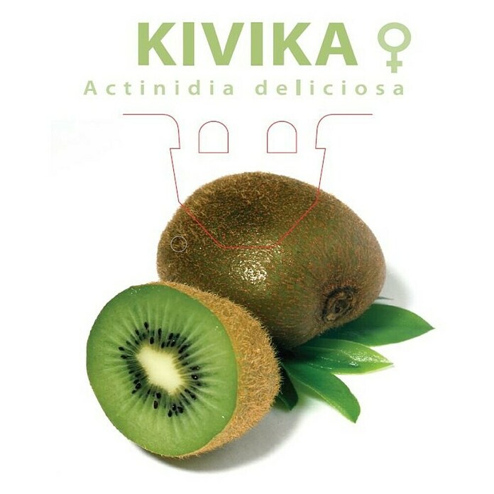 Kivi  (Actinidia deliciosa, Berba: Listopad, Žensko) | BAUHAUS
