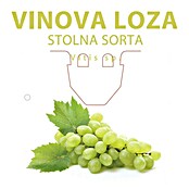 Piardino Vinova loza  (Vitis vinifera, Veličina tegle: 15 cm) | BAUHAUS
