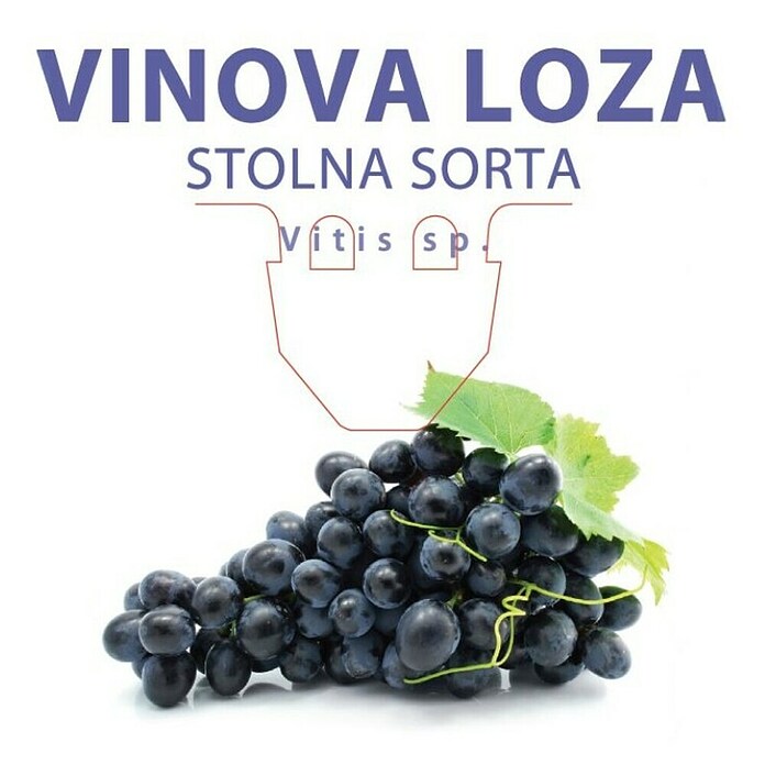 Vinova loza  (Vitis vinifera, Berba: Rujan) | BAUHAUS
