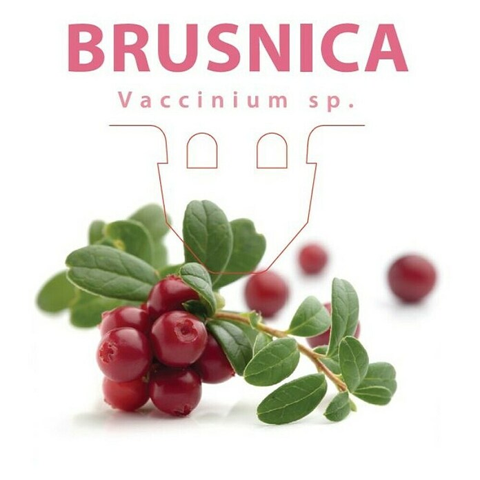 Brusnica  (Vaccinium macrocarpon, Berba: Rujan) | BAUHAUS
