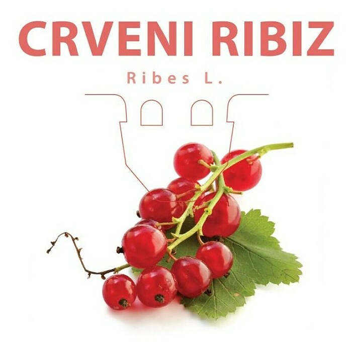 Piardino Crveni ribizl  (Ribes rubrum, Berba: Srpanj) | BAUHAUS