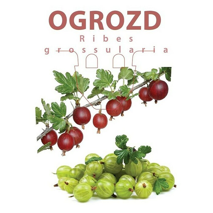 Piardino Ogrozd  (Ribes grossularia, Berba: Srpanj) | BAUHAUS