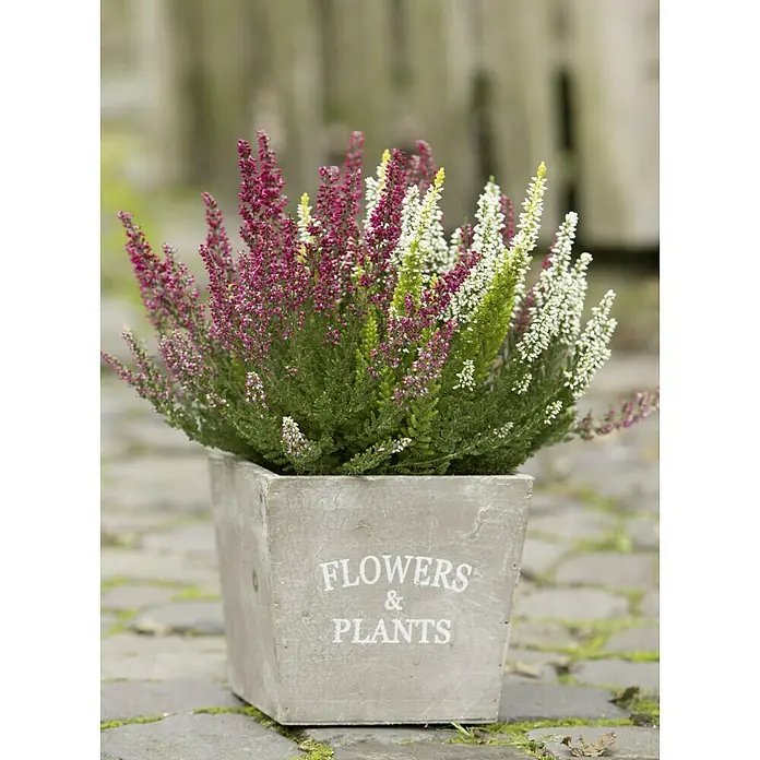 Besenheide - Calluna vulgaris, Topfgröße: 11 cm, 5-farbig - Ein quadratischer Topf mit der Aufschrift "Blumen & Pflanzen" enthält eine Heidepflanze mit weißen und rosafarbenen Blüten.
