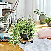 Wagner System Soporte con ruedas para plantas Roller bambú (L x An x Al: 29 x 29 x 7 cm, Bambú, Carga máx.: 100 kg) | BAUHAUS
