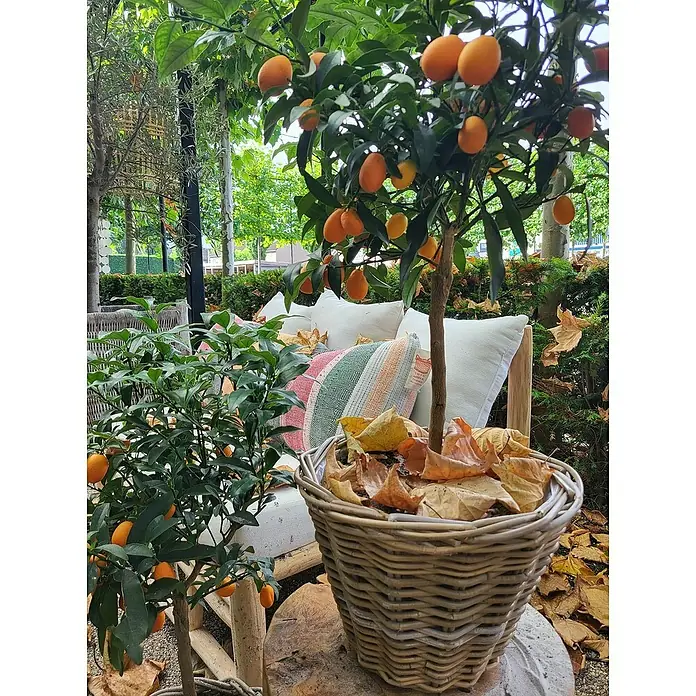 Van der Leeden Pflanzkorb - Ø x H: 35 x 25 cm, Rattan, Grau - Dieser Korb mit Kumquatbaum ist ein Blickfang im Garten. Die Früchte leuchten orange und bringen einen Hauch von Exotik ins Freie.