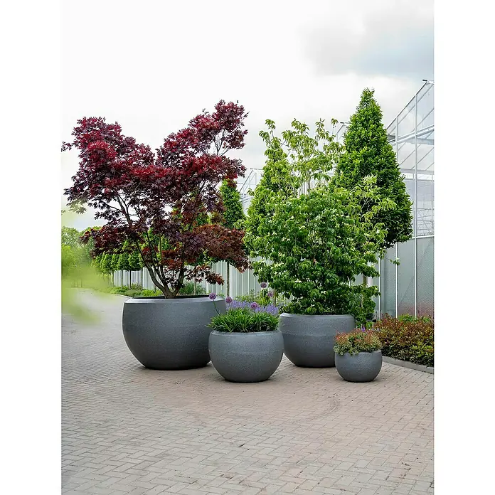 Capi Europe Übertopf rund Arc Granite - Außenmaß (Ø x H): 177 x 120 cm, Schwarz, Kunststoff, Matt - Vier runde Pflanzgefäße in verschiedenen Größen mit Bäumen und Blumen bepflanzt, stehen auf einem gepflasterten Platz vor einem Gewächshaus.