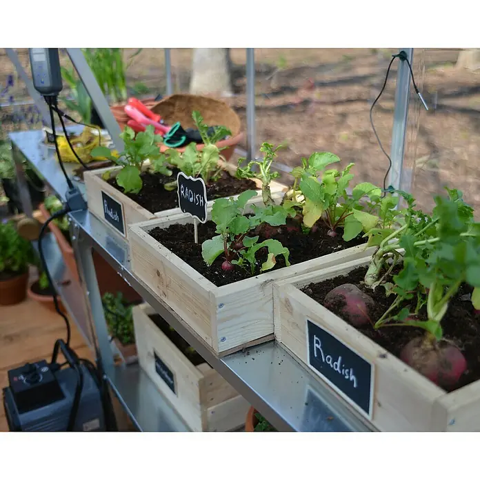 Palram – Canopia Invernadero Hybrid - Medidas ext. (An x Pr): 185 x 248 cm, Plateado, Área: 4,6 m² - Un primer plano muestra rábanos que crecen en maceteros de madera con pequeños letreros, marcados como "Rábano".