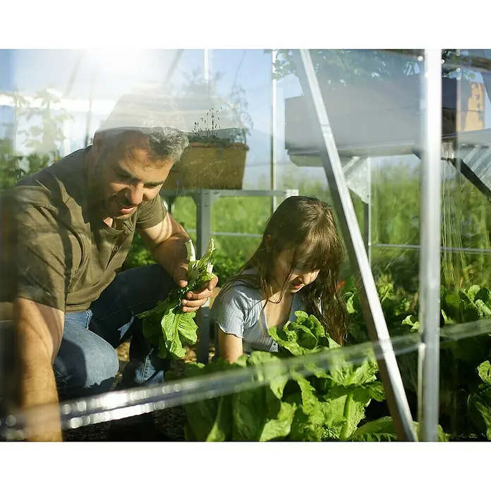 Palram – Canopia Invernadero Balance - Medidas ext. (An x Pr): 304 x 484 cm, 0,7 mm, Plateado - Un hombre y un niño cosechan lechuga en un invernadero, centrándose en las verduras recién cosechadas.