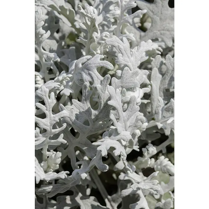Piardino Silberblatt - Senecio bicolor - Nahaufnahme von silbrig-weißem Greiskraut. Die zarten Blätter und ihre filigrane Struktur sind ein Hingucker in jedem Garten.