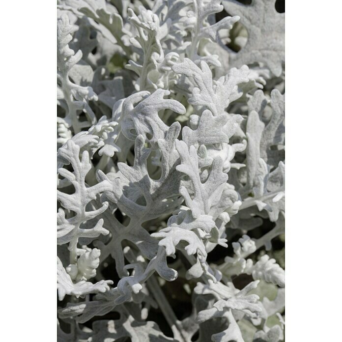 Piardino SilberblattSenecio bicolor Unknown