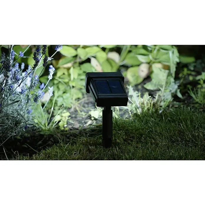 BAUHAUS Solar-Erdspieß - L x B x H: 14 x 12 x 31 cm, Schwarz, IP44, 50 lm - Eine einzelne Solarleuchte im Rasen mit Lavendel im Hintergrund, die umweltfreundliche Beleuchtung und Gartenakzente vereint.