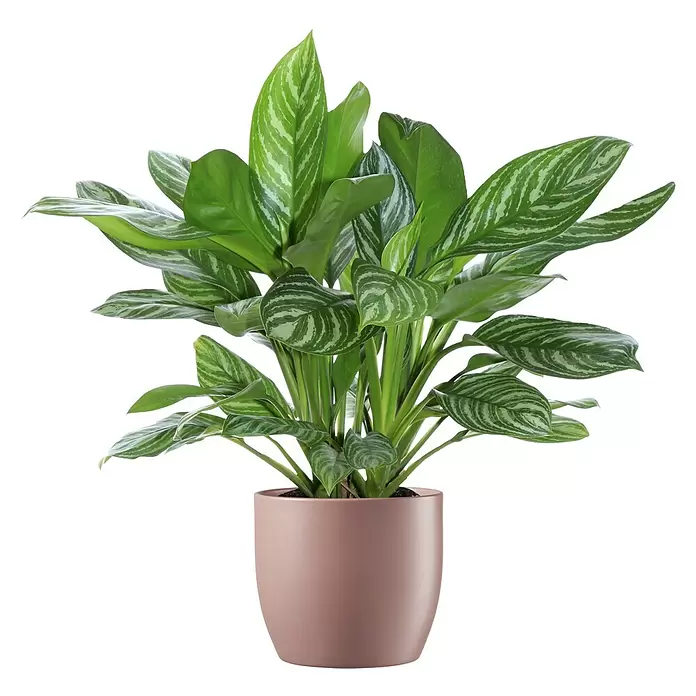 Soendgen Keramik Übertopf rund Basel Fashion - Außenmaß (Ø x H): 13 x 12 cm, Grenadine, Keramik - Topf-Aglaonema-Pflanze mit grün-weiß gemusterten Blättern in einem glatten, altrosa Topf.
