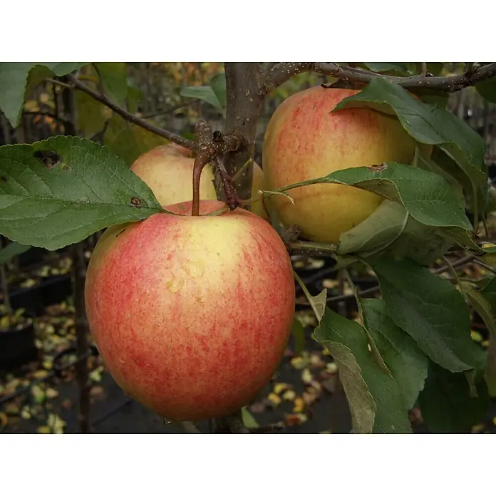 Apfelbaum Campanilo Quattro - Malus domestica, Erntezeit: September - Drei reife Äpfel mit rot-gelber Schale hängen am Baum, umgeben von grünen Blättern. Ein köstlicher Anblick!