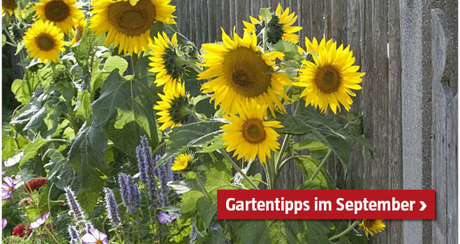 Gartentipps September