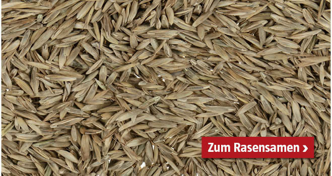Rasensamen