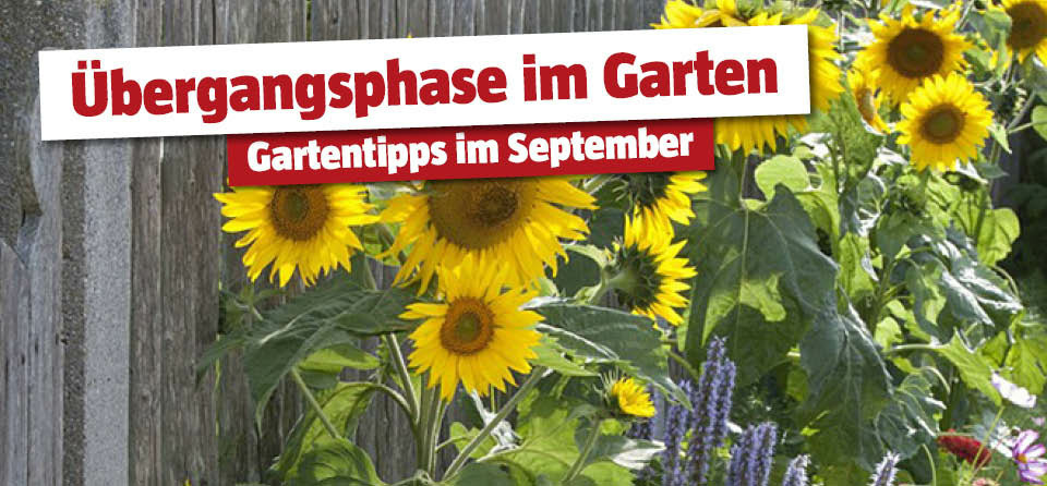 Gartentipps September