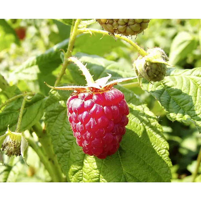 Himbeere Autumn Bliss - Rubus idaeus Autumn Bliss, Erntezeit: August - Nahaufnahme einer reifen, roten Himbeere am Strauch, umgeben von grünen Blättern und unreifen Früchten.
