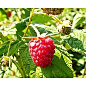 Himbeere Autumn Bliss (Rubus idaeus Autumn Bliss, Topfgröße: 3 l, Erntezeit: August - Oktober)