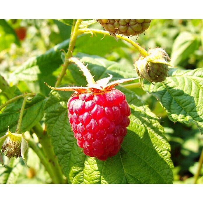 Himbeere Sortenmischung Autumn Bliss / Himbo TopRubus idaeus Autumn Bliss, Rubus idaeus Himbo Top, Erntezeit: August - Oktober Unknown