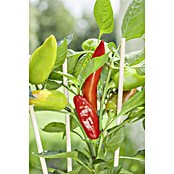 Piardino Blu Bio (Capsicum anuum , Topfgröße: 12 cm)