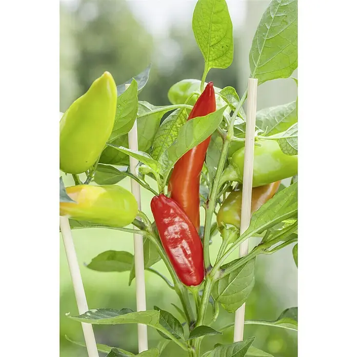 Blu Bio Chili Snack - Capsicum anuum, 12 cm, Erntezeit: Juli - Detailaufnahme einer Chili-Pflanze mit reifen, roten und grünen Schoten, die an einem Spalier wachsen. Die Blätter sind saftig grün.