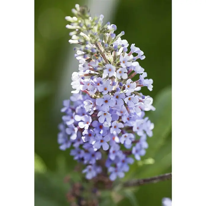 Piardino Sommerflieder Buzz - Buddleja davidii, Artenabhängig - Nahaufnahme einer lila Schmetterlingsfliederblüte mit winzigen Blüten und grünen Blättern im Hintergrund, die die zarte Schönheit der Natur zeigt.