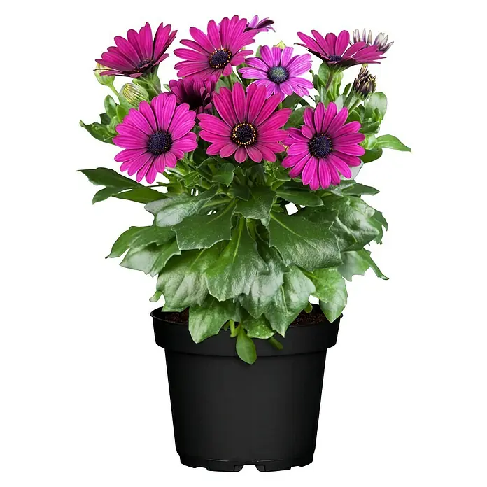 Piardino Kapkörbchen - Osteospermum ecklonis, Topfgröße: 10 cm, Sortenabhängig - Nahaufnahme einer Topfpflanze mit leuchtend magentafarbenen Gänseblümchen, die eine auffällige und lebendige Ergänzung für jeden Raum darstellen.