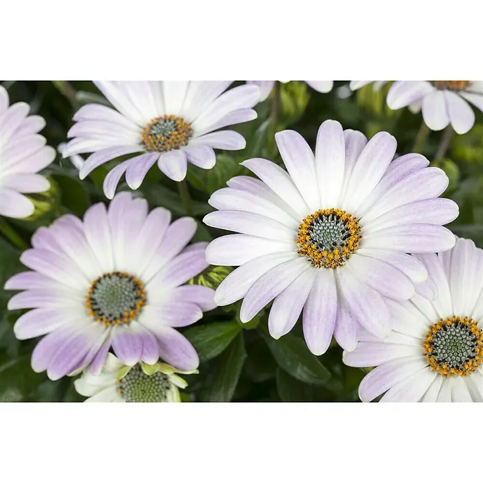 Piardino Kapkörbchen - Osteospermum ecklonis, Topfgröße: 10 cm, Sortenabhängig - Nahaufnahme von Osteospermum-Blüten mit zarten, lavendelfarbenen Blütenblättern und gelben Blütenkörbchen vor grünem Laub.