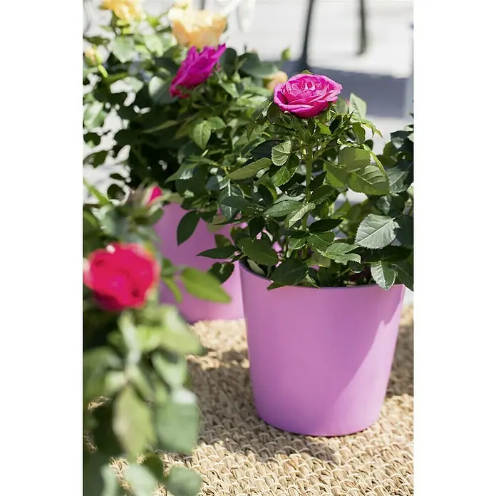 Piardino Topfrose Patio Hit - Rosa Hybride, Topfgröße: 13 cm, Rosa - Nahaufnahme von rosa Rosen in passenden Blumentöpfen, die auf einer gewebten Unterlage stehen. Die Pflanzen zeigen leuchtende Blüten und grünes Laub.