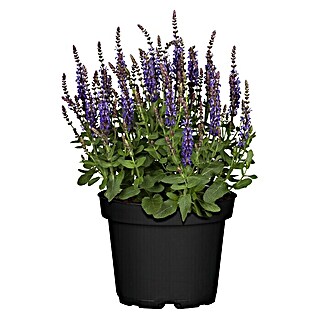 Piardino Garten-Blüten-Salbei (Salvia nemorosa, Topfgröße: 19 cm, Blau/Lila)