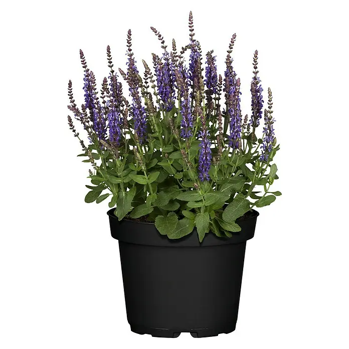 Piardino Garten-Blüten-Salbei - Salvia nemorosa, Topfgröße: 19 cm, Blau/Lila - Ein Topf mit blühendem Salbei mit violetten Blüten, die sich über grünes Laub erheben, in einem schwarzen Pflanzgefäß.