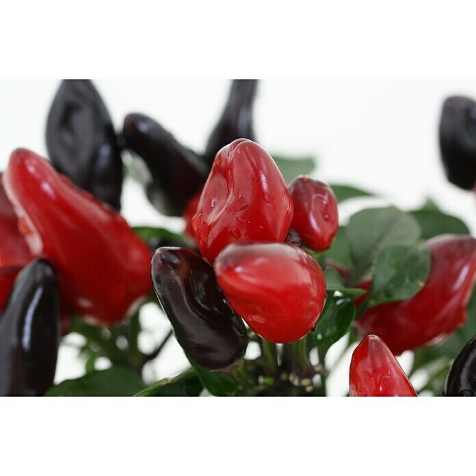 Blu Bio Chili FeuerküsschenCapsicum anuum, 12 cm, Erntezeit: August - Oktober Detail Shot