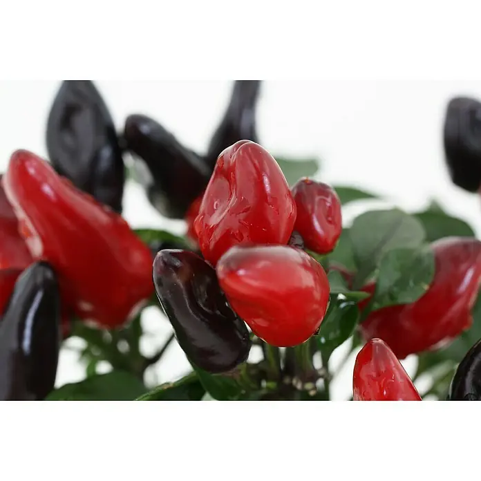 Blu Bio Chili Feuerküsschen - Capsicum anuum, 12 cm, Erntezeit: August - Nahaufnahme einer bunten Chilipflanze mit roten und schwarzen Schoten, die einen dekorativen und würzigen Akzent setzt.