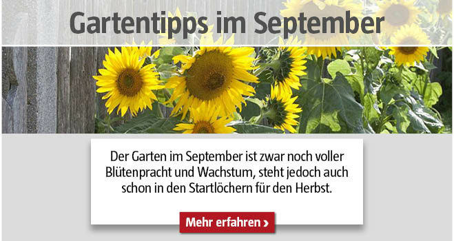 Gartentipps September