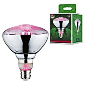 Paulmann Lámpara para plantas Grow Green (6,5 W, 200 lm, PAR38) | BAUHAUS