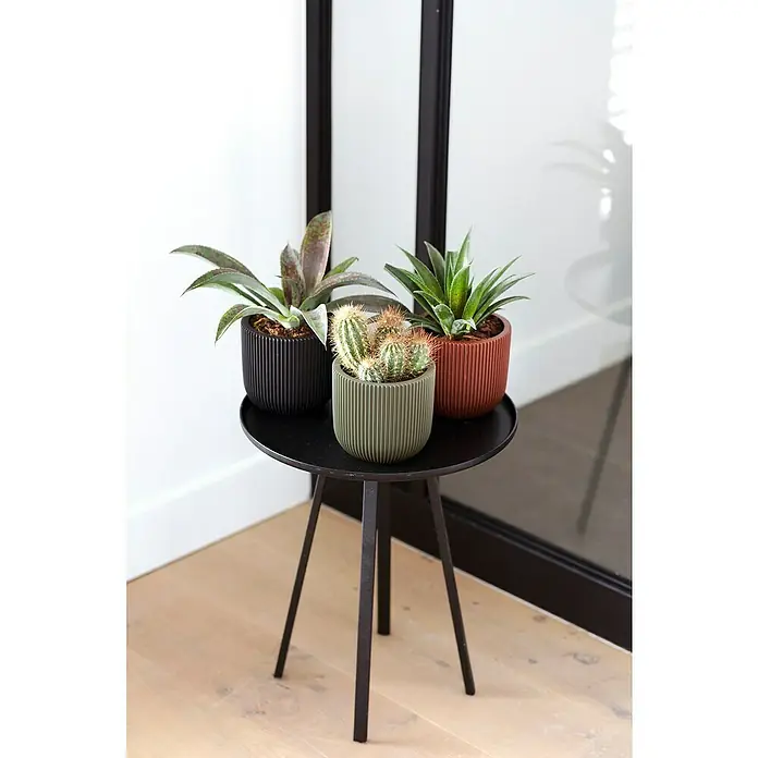 Capi Europe Übertopf rund Nature GrooveAußenmaß (Ø x H): 14 x 13 cm, Grün, Polyester - Eine Nahaufnahme von drei verschiedenen Pflanzen, die in dekorativen, farbigen Töpfen auf einem schwarzen Beistelltisch stehen.