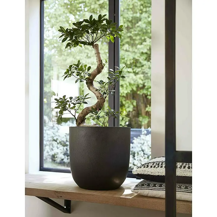 Capi Europe Urban Pflanztopf Smooth - Außenmaß (Ø x H): 34 x 35 cm, Schwarz, Kunststoff - Zimmerpflanze in einem schwarzen Topf auf einem Fensterbrett.
