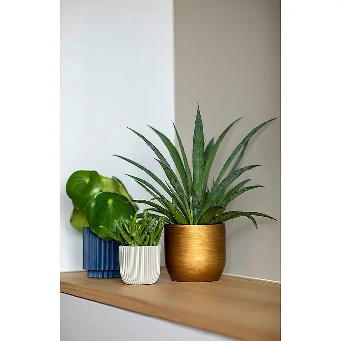 Capi Europe Übertopf rund Retro - Außenmaß (Ø x H): 17 x 15 cm, Gold, Polyester - Drei Zimmerpflanzen in dekorativen Töpfen auf einem Holzregal, die eine elegante und natürliche Atmosphäre schaffen.