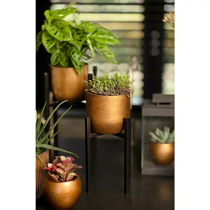 Capi Europe Übertopf rund Retro - Außenmaß (Ø x H): 14 x 13 cm, Gold, Polyester - Nahaufnahme von Zimmerpflanzen in goldenen Töpfen auf eleganten, schwarzen Ständern, die das natürliche Ambiente des Raumes hervorheben.