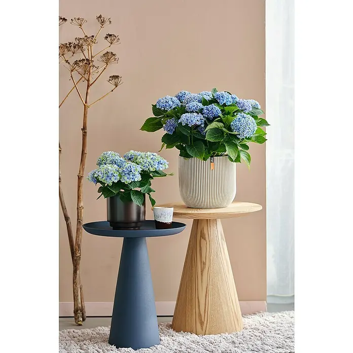 Capi Europe Übertopf rund Nature Groove - Außenmaß (Ø x H): 24 x 21 cm, Elfenbein, Polyester - Zwei blühende Hortensien, die in dekorativen Übertöpfen auf runden Beistelltischen in verschiedenen Höhen stehen, bringen natürliche Schönheit in den Raum.