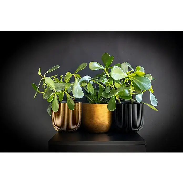 Capi Europe Übertopf rund Nature Groove - Außenmaß (Ø x H): 14 x 13 cm, Schwarz/Gold, Polyester - Drei Zimmerpflanzen in dekorativen Töpfen. Die Töpfe sind in Gold- und Schwarztönen gehalten und bringen einen modernen Touch in jeden Raum.