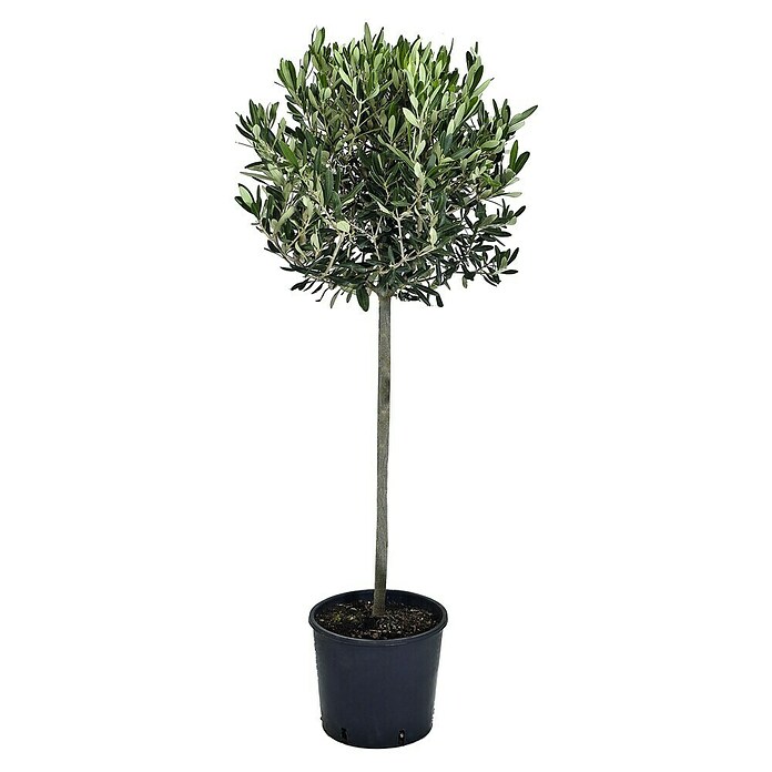 Piardino Olivenbaum (Olea europaea, Topfgröße: 20 cm)