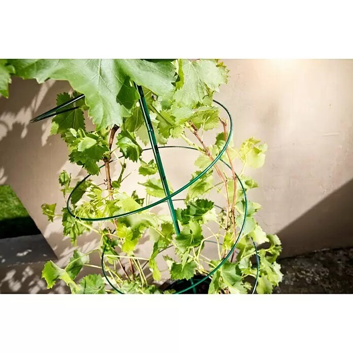 Windhager Rankhilfe Spirale - Ø x H: 50 x 150 cm, Grün - Grüne spiralförmige Pflanzenstütze, die eine Kletterpflanze mit üppigen grünen Blättern führt.