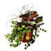 Stauden-Mix Herbstzauber 